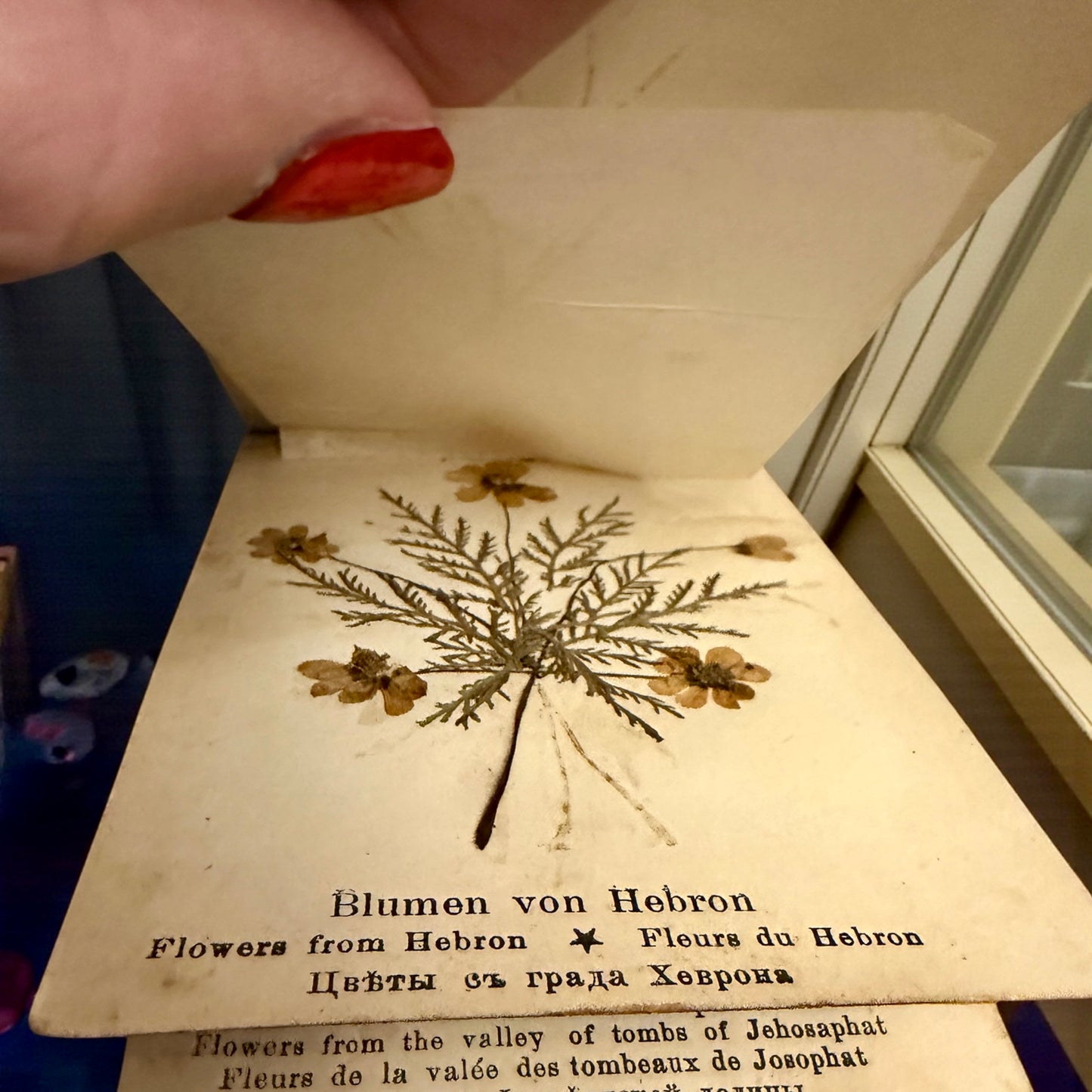 Antico erbario Terra Santa Gerusalemme fine ‘800 - primo ‘900 con copertina in ulivo e dedica manoscritta