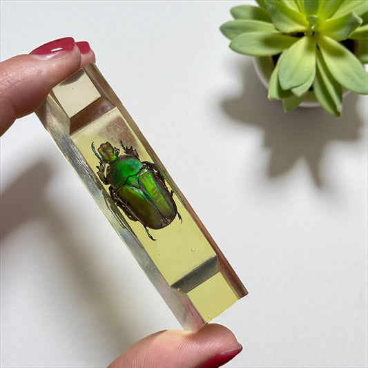 Set 4 poggia coltelli francesi con autentici insetti incapsulati, anni ‘60 Wunderkammer