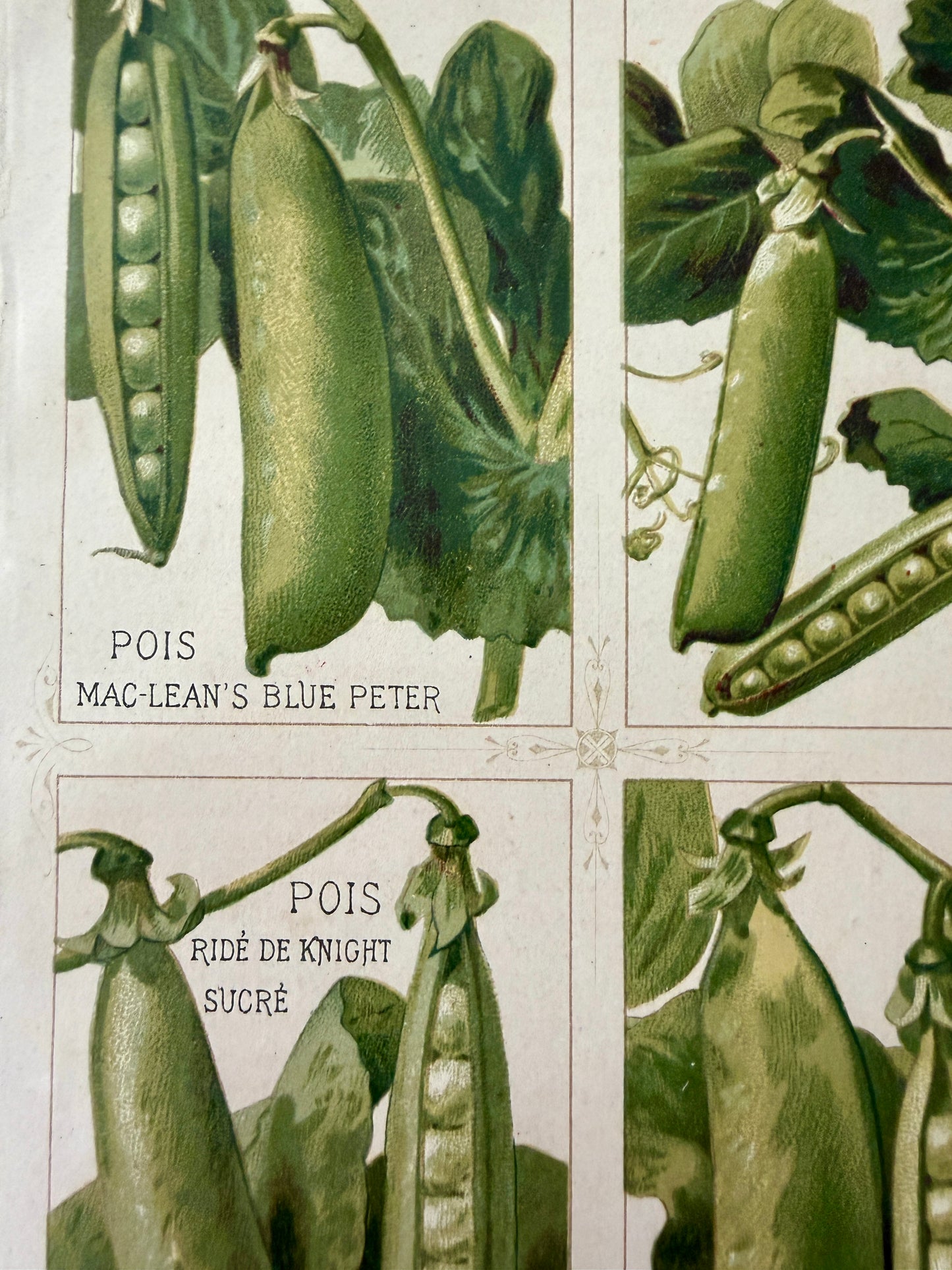 Tris antiche stampe botaniche 1883 varietà ortaggi antichi