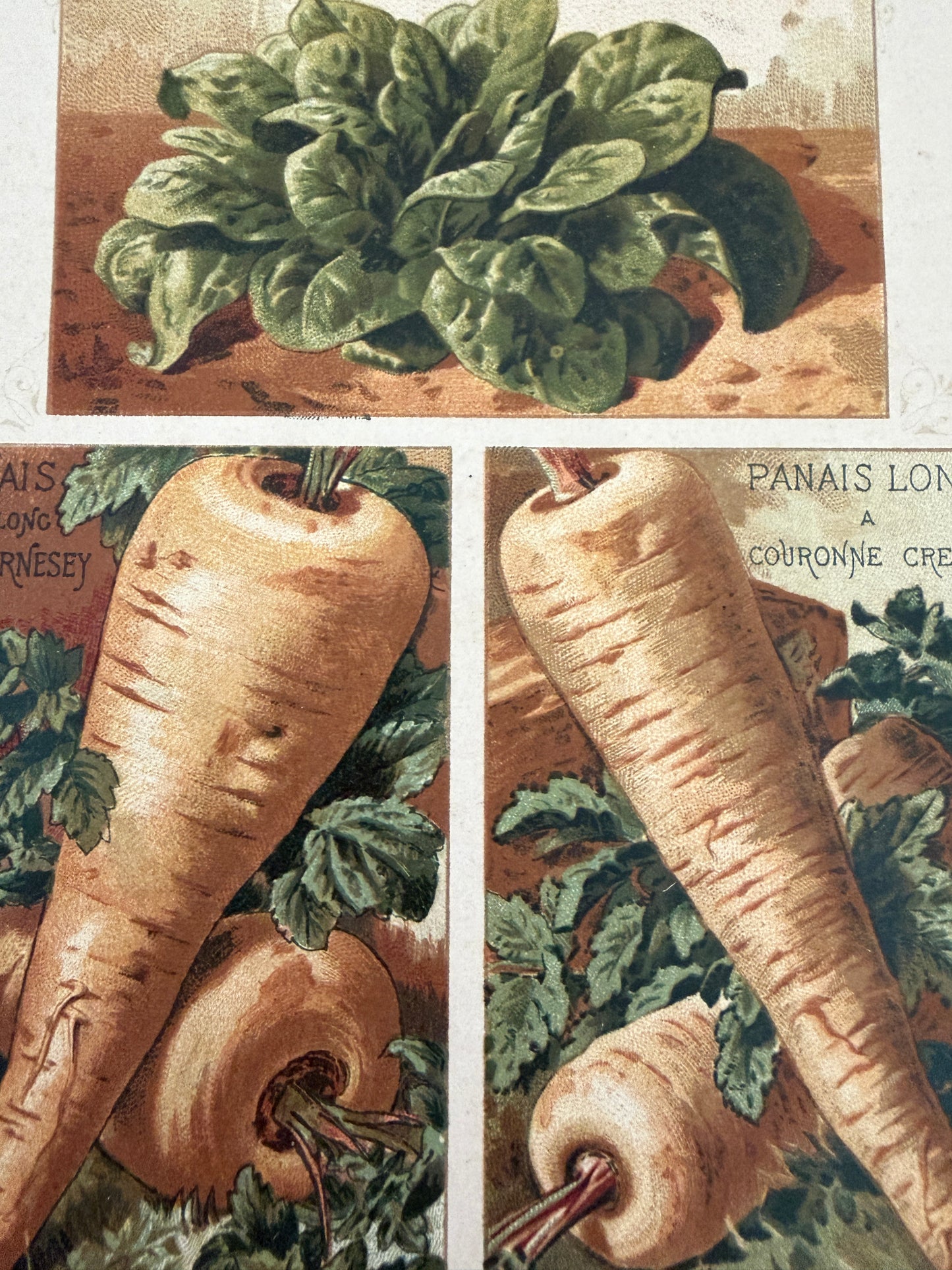 Tris antiche stampe cromolitho botaniche Vilmorin-Andrieux originali del 1883 verticali