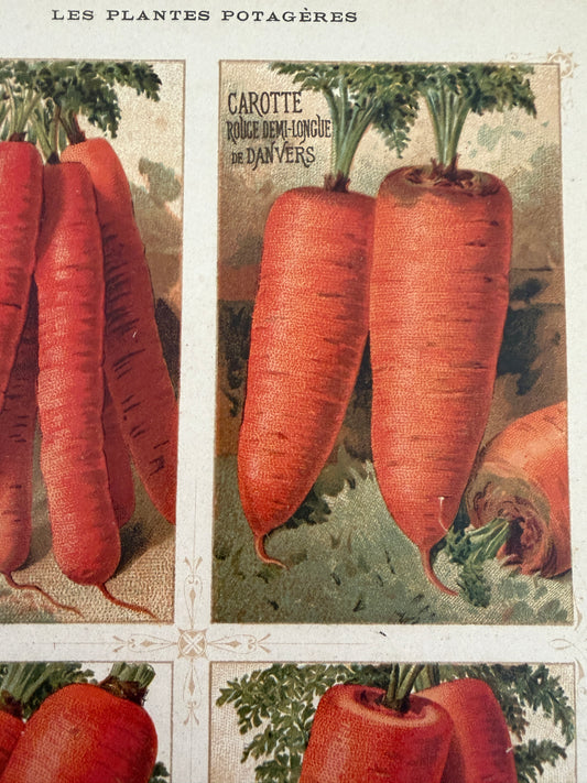 Tris antiche stampe cromolitho botaniche Vilmorin-Andrieux originali del 1883 verticali
