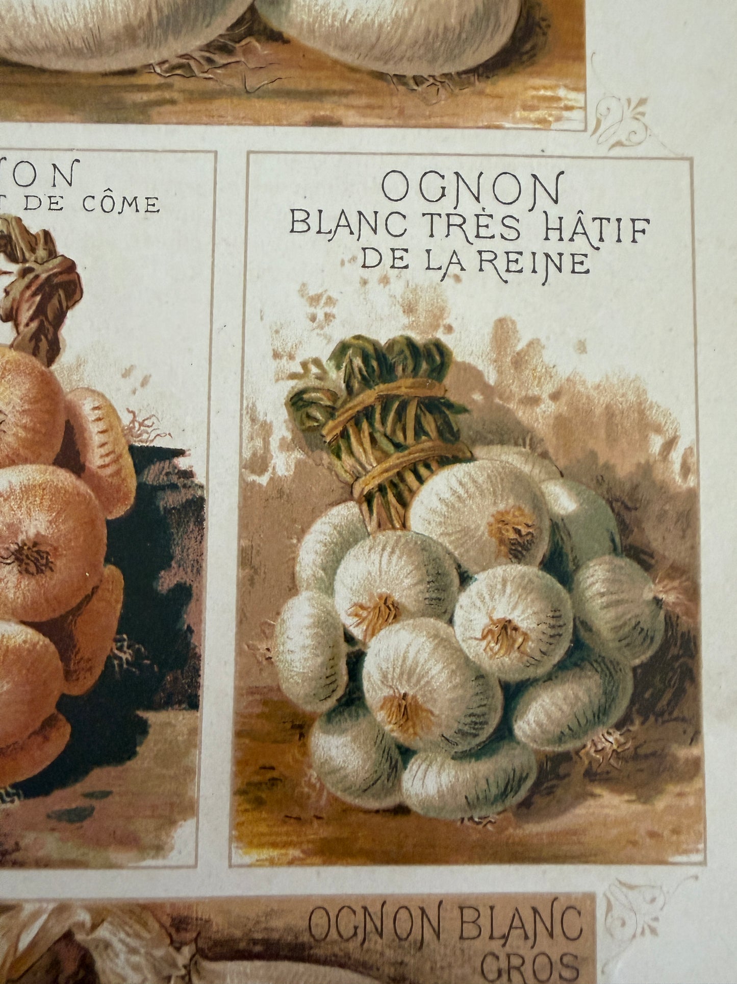 Tris antiche stampe cromolitho botaniche Vilmorin-Andrieux originali del 1883 verticali