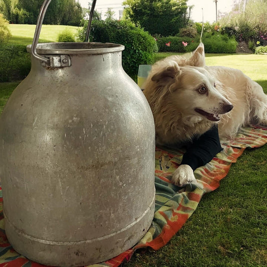 Large antique milk can