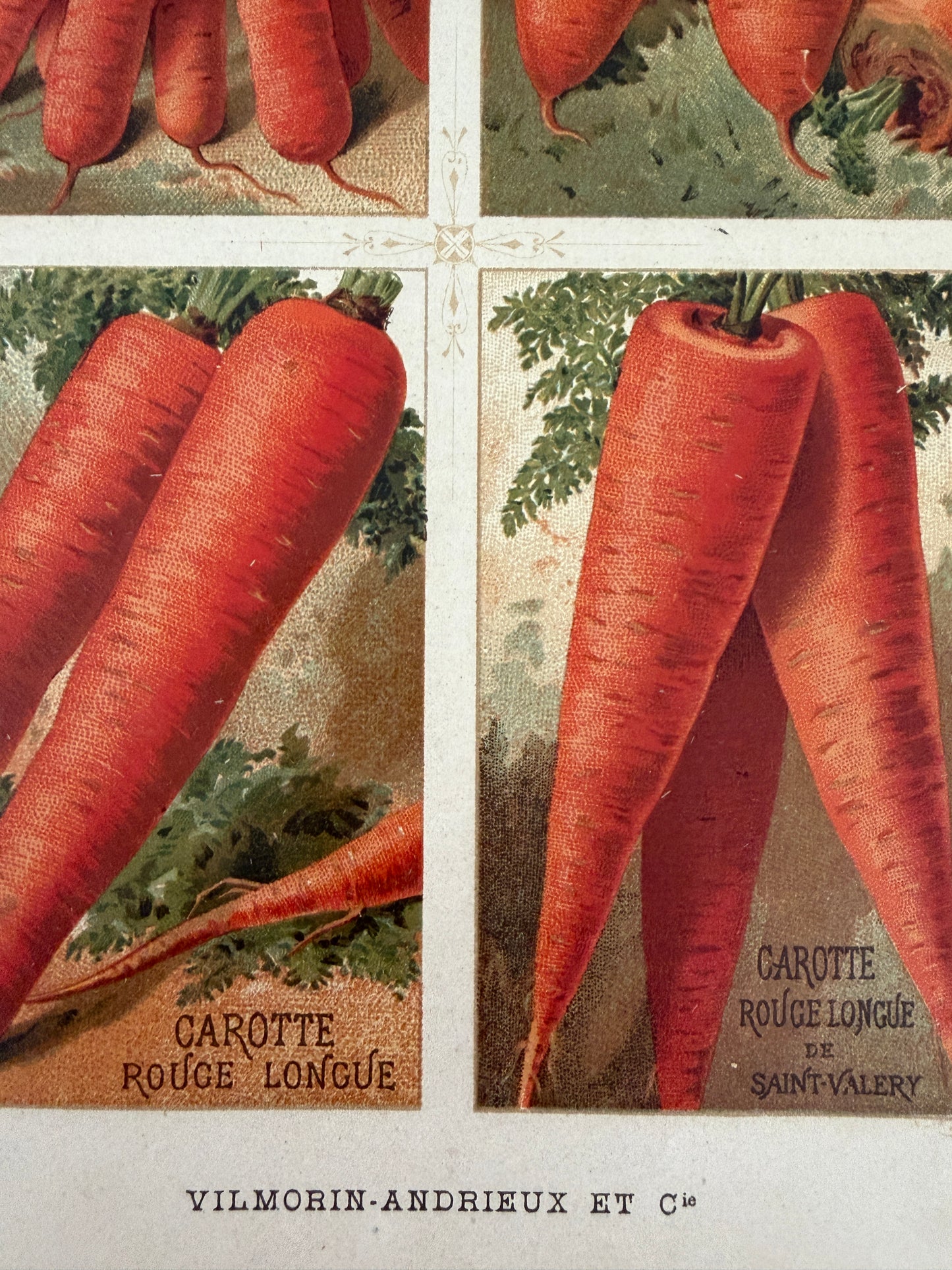 Tris antiche stampe cromolitho botaniche Vilmorin-Andrieux originali del 1883 verticali