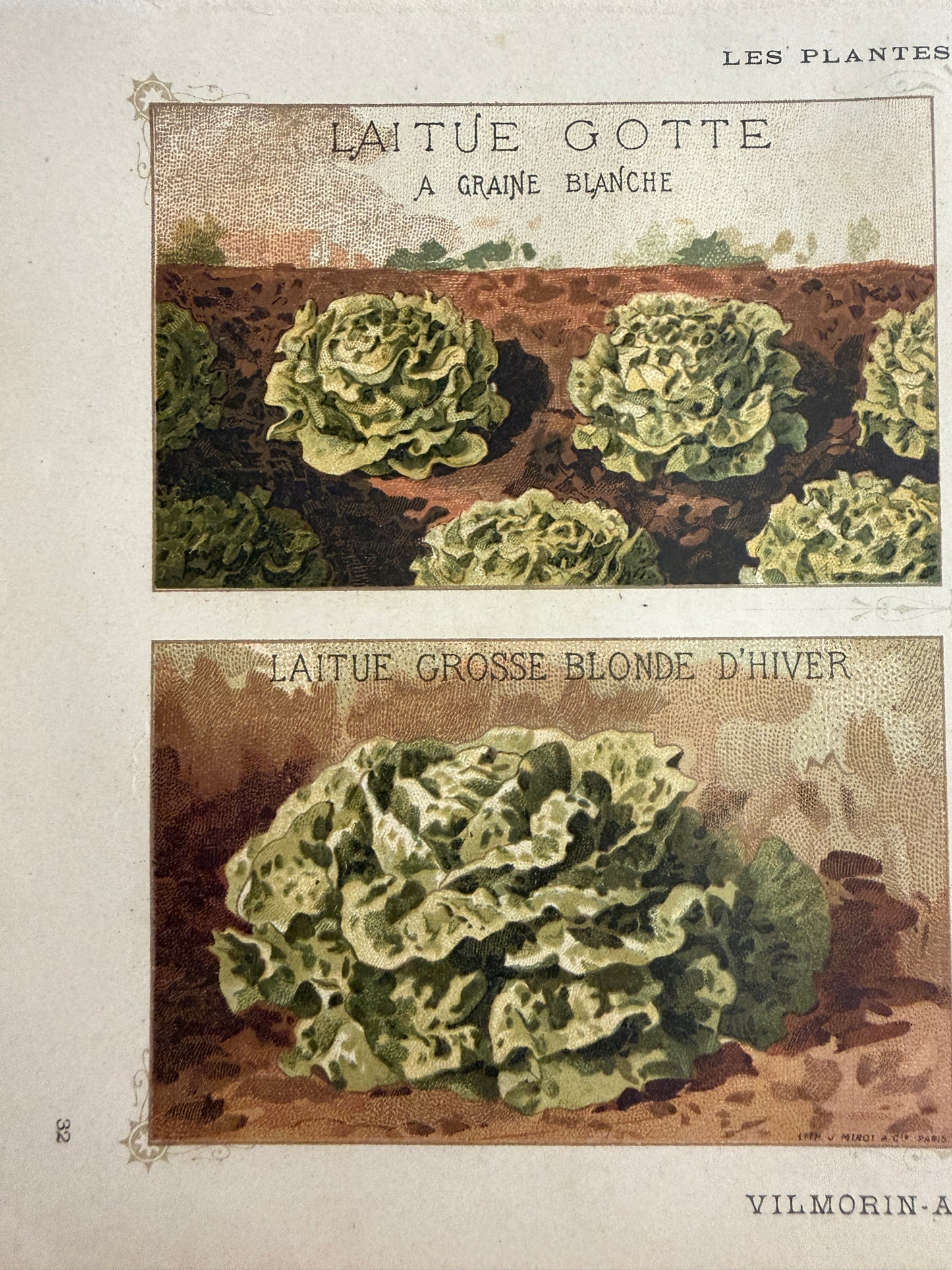 N. 3 antiche stampe cromolito Vilmorin - Andrieux botanica 1883