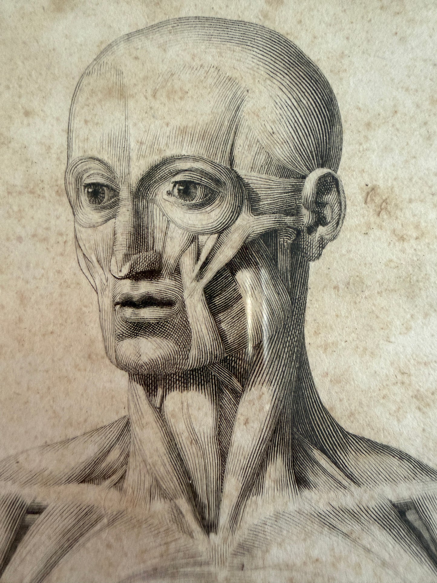 Antica tavola anatomica doppia del 1841 destinata alla Belle Arti, firmata e incorniciata