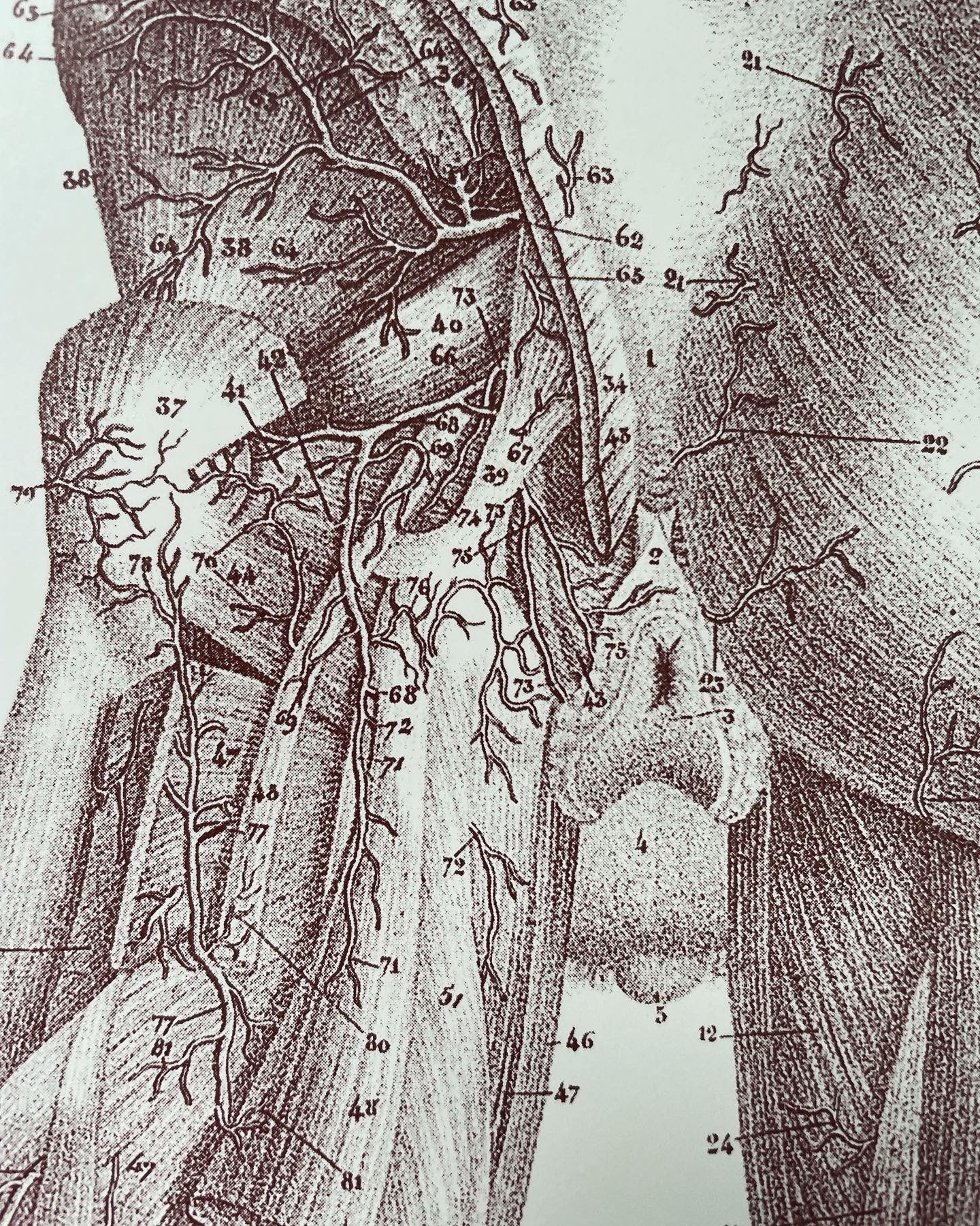 Anatomical prints of the reproductive system