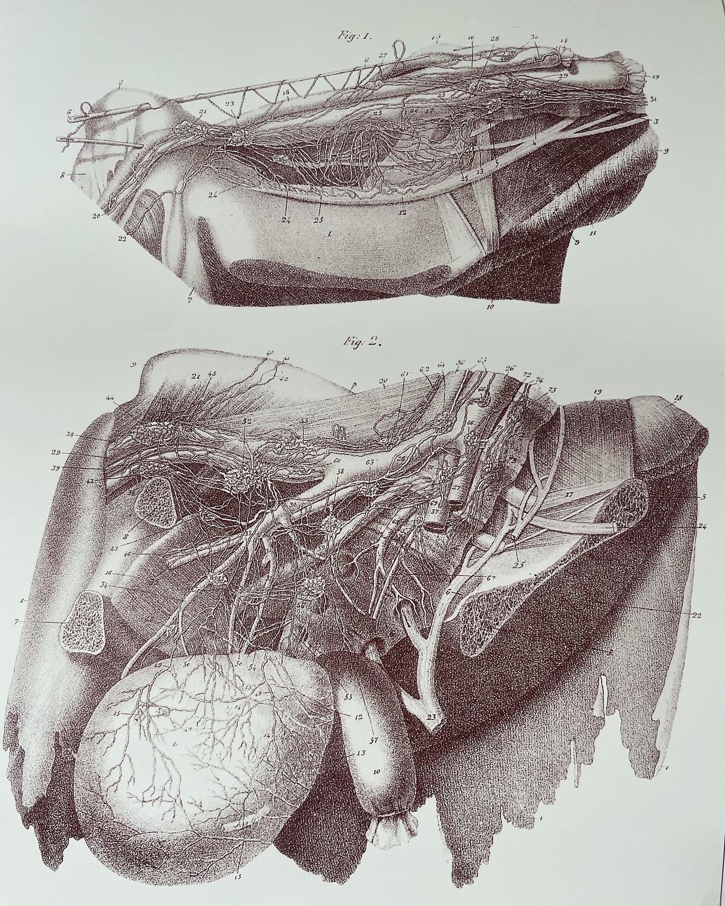 Anatomical prints of the reproductive system