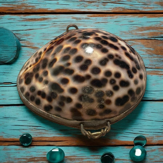 Splendido scrigno in conchiglia Cypraea tigris, primo ‘900