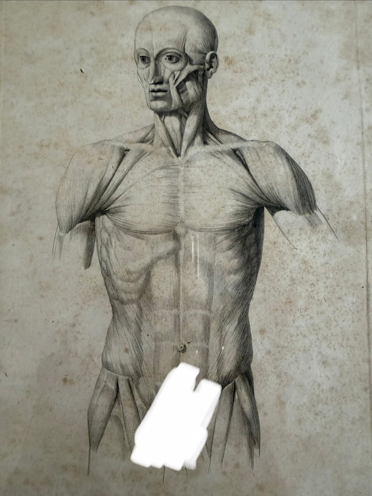 Antica tavola anatomica doppia del 1841 destinata alla Belle Arti, firmata e incorniciata