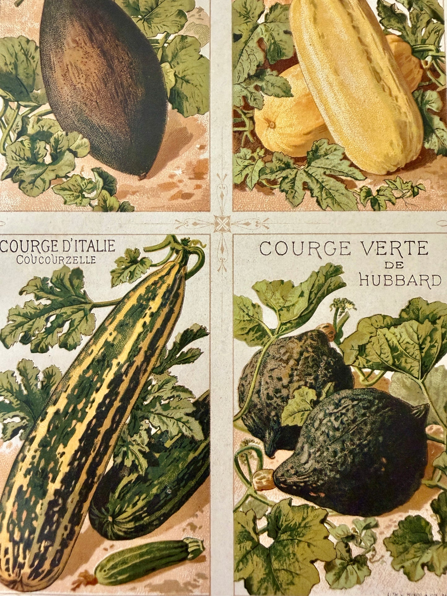 Tris antiche stampe botaniche 1883 varietà ortaggi antichi