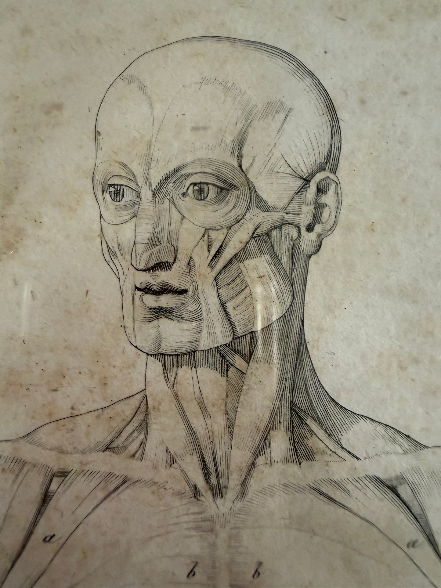 Antica tavola anatomica doppia del 1841 destinata alla Belle Arti, firmata e incorniciata