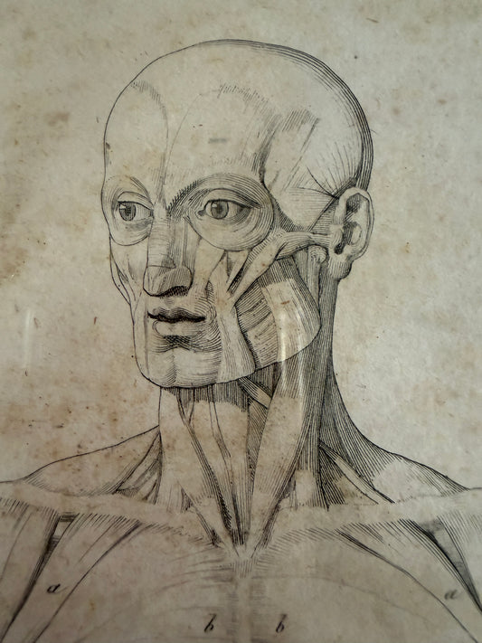 Antica tavola anatomica doppia del 1841 destinata alla Belle Arti, firmata e incorniciata