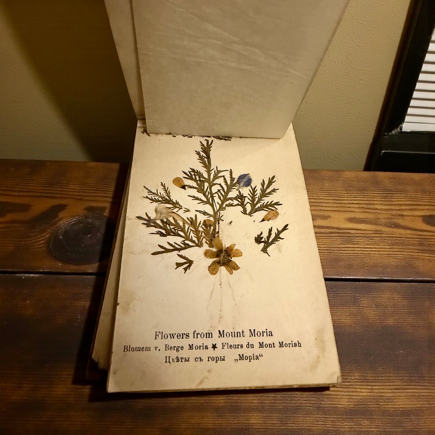 Antico erbario Terra Santa Gerusalemme fine ‘800 - primo ‘900 con copertina in ulivo e dedica manoscritta