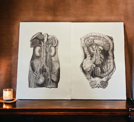 Anatomical tables