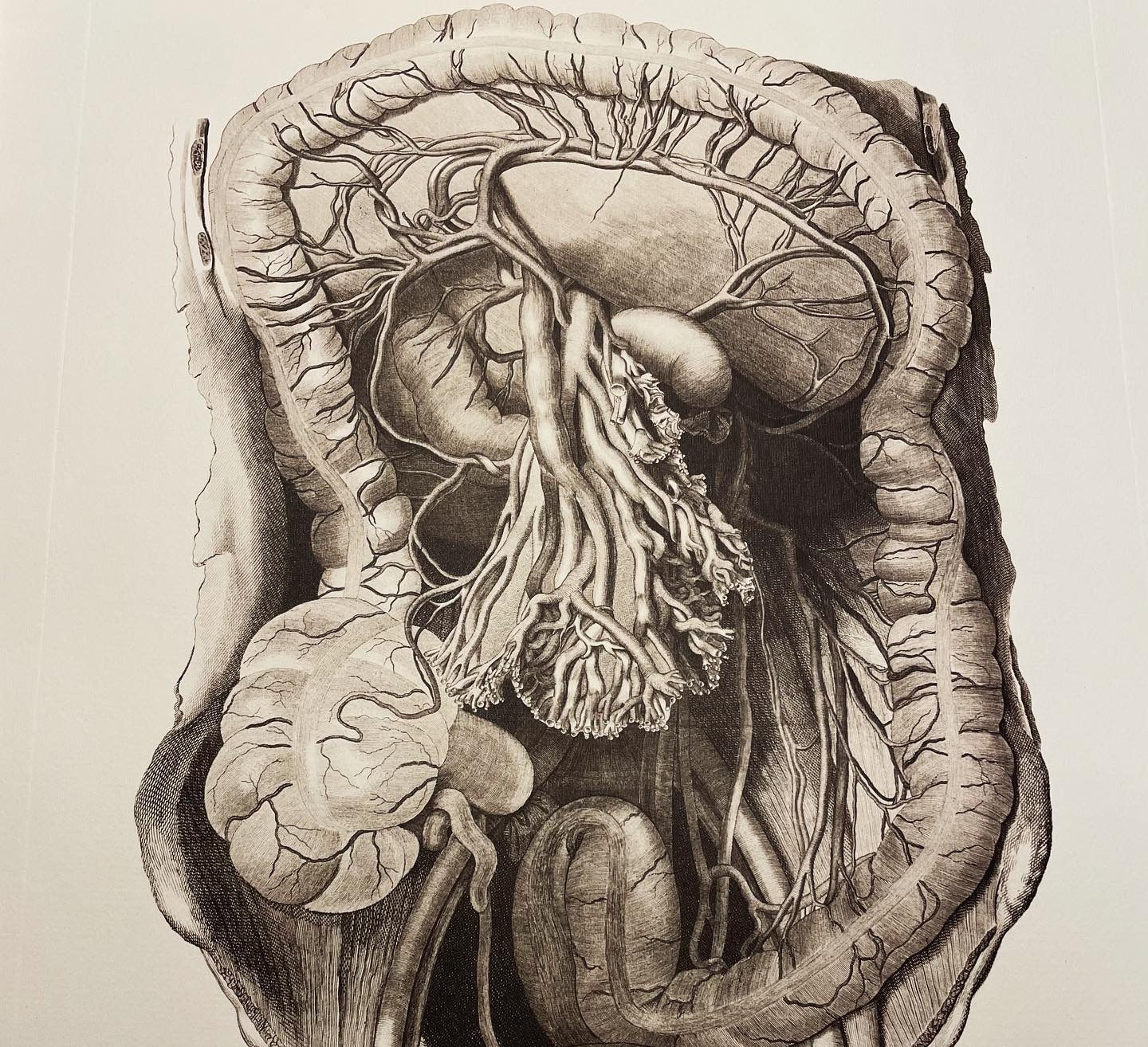 Tavole anatomiche