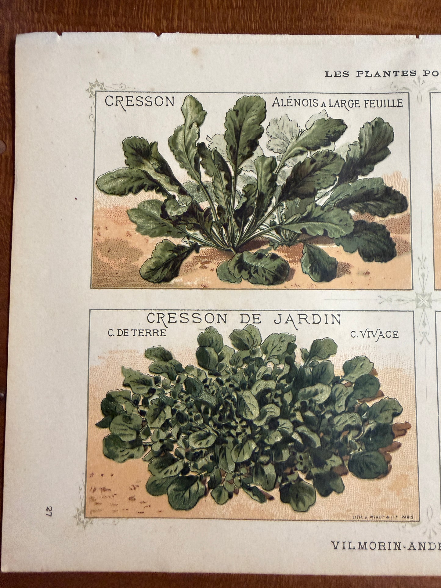 N. 3 antiche stampe cromolito Vilmorin - Andrieux botanica 1883