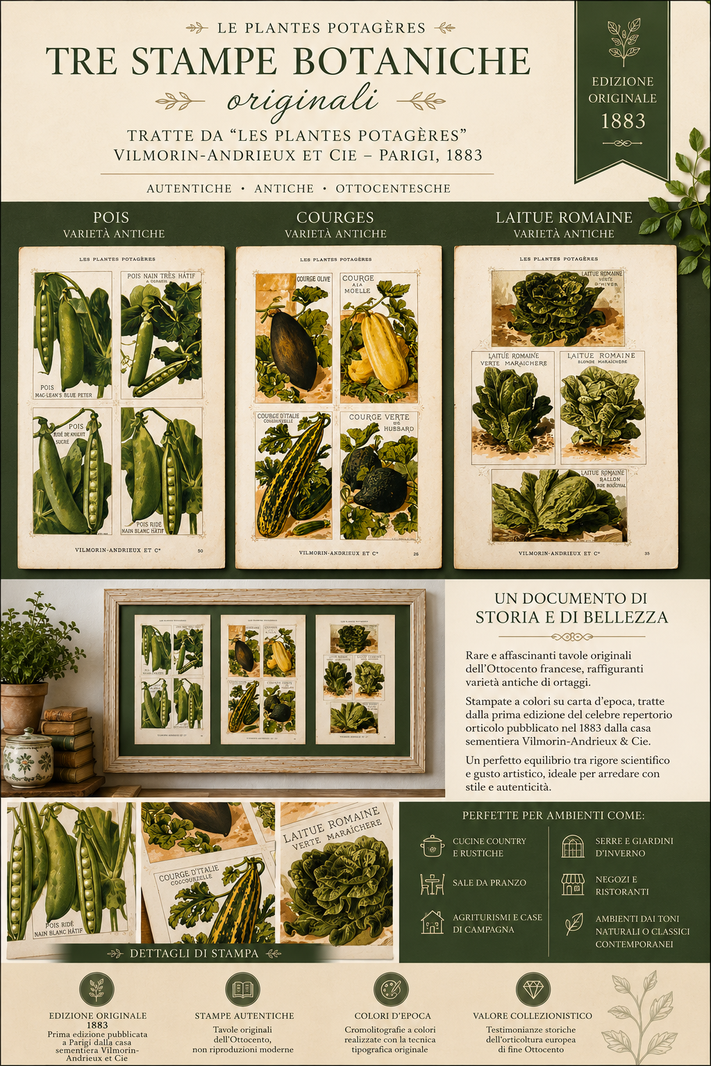 Tris antiche stampe botaniche 1883 varietà ortaggi antichi