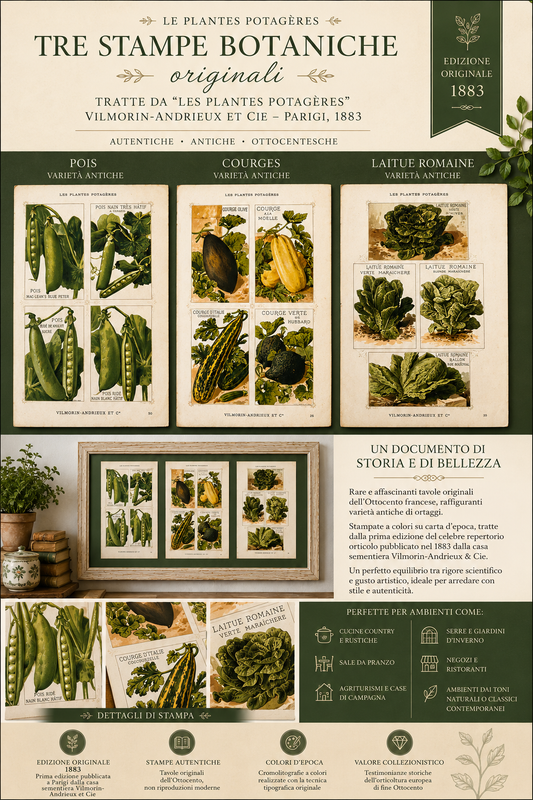 Tris antiche stampe botaniche 1883 varietà ortaggi antichi