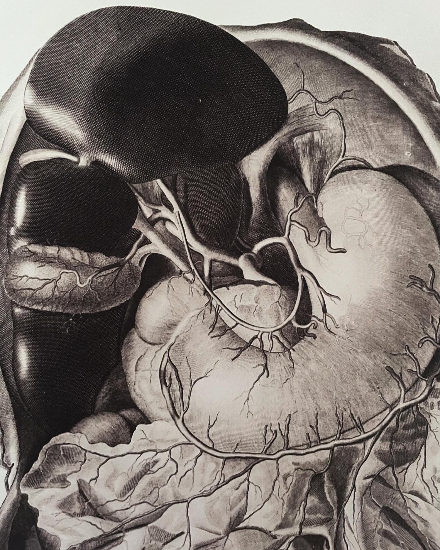 Coppia stampe anatomiche 3