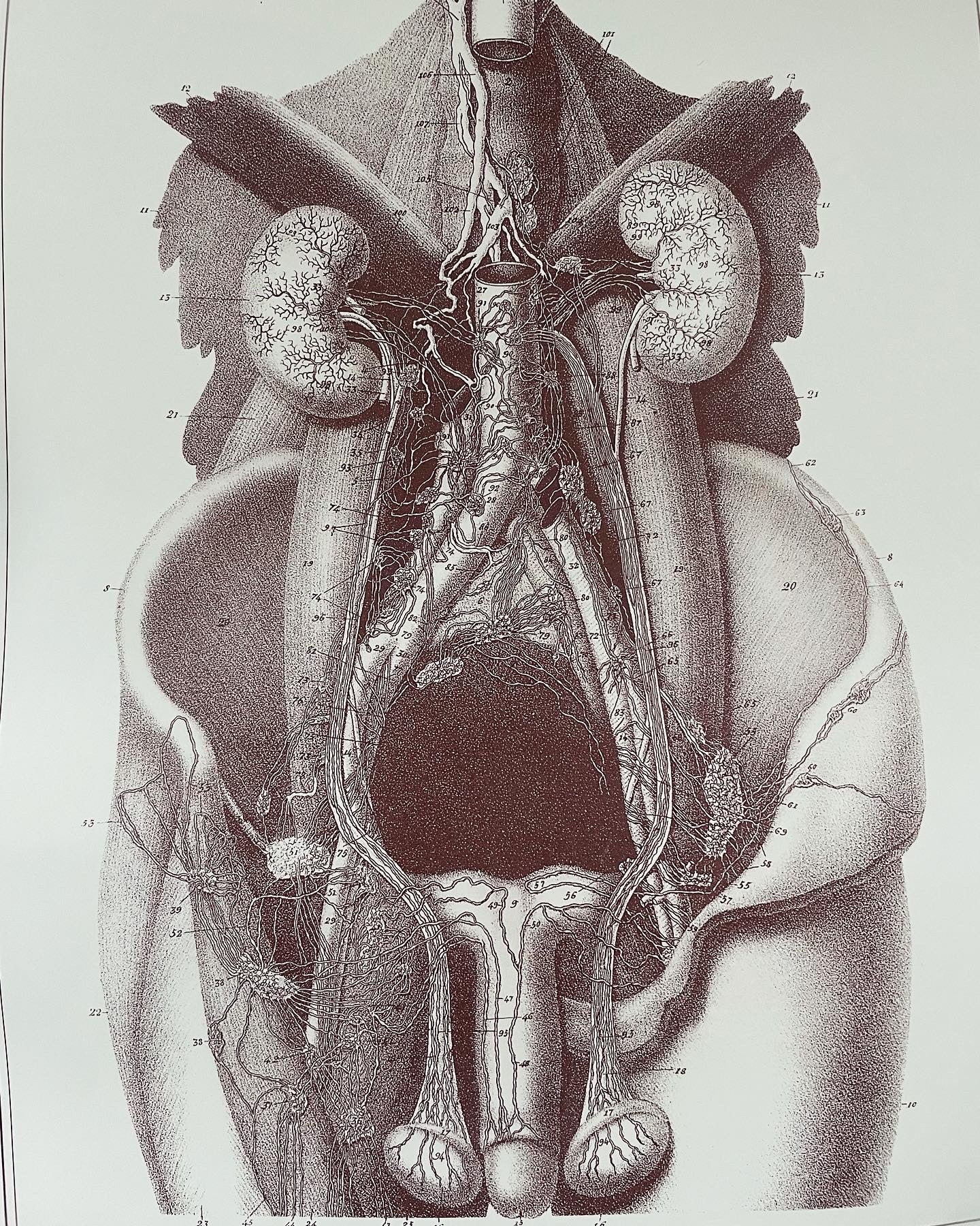 Stampe anatomiche apparato riproduttivo