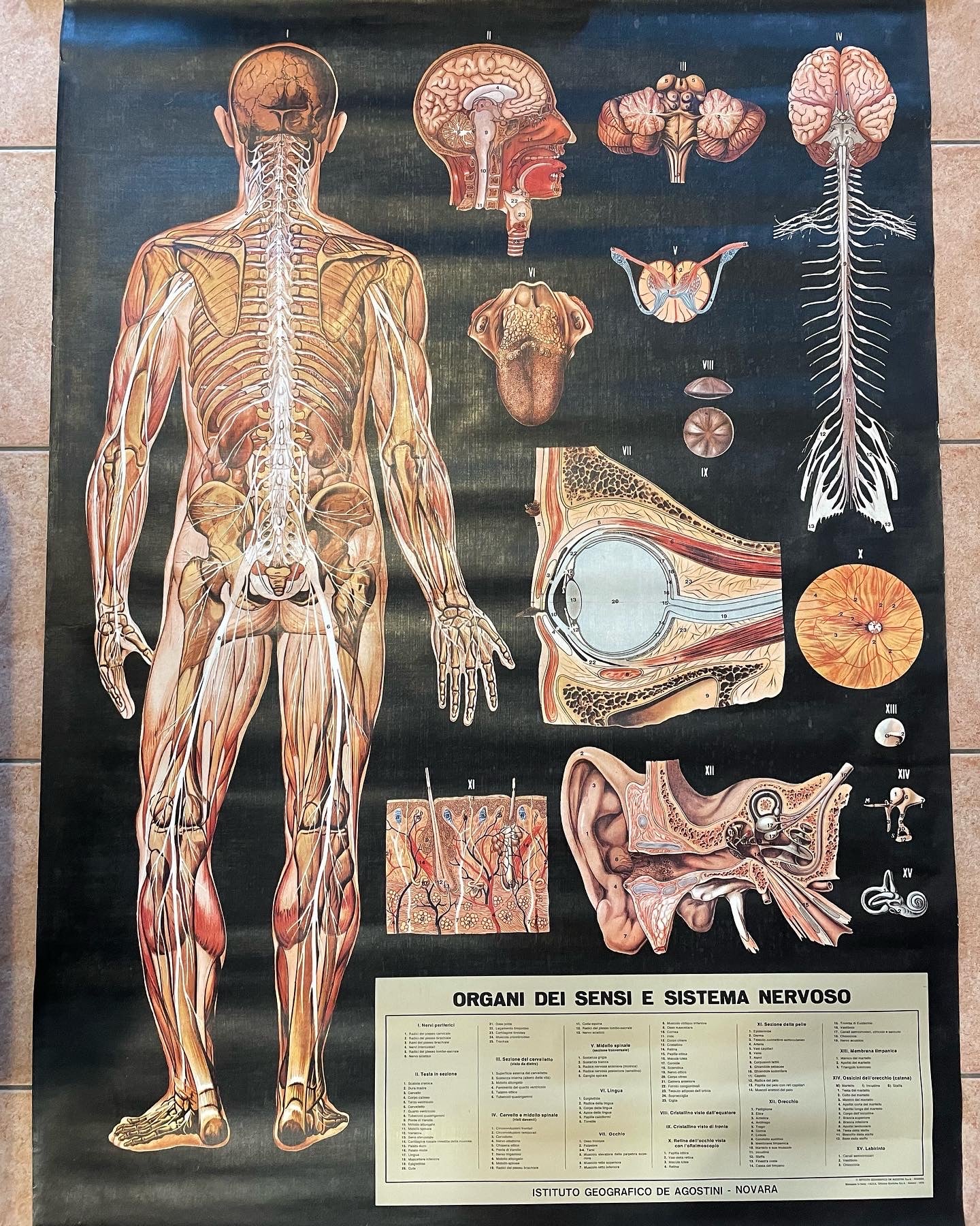 Anatomical Poster 1978