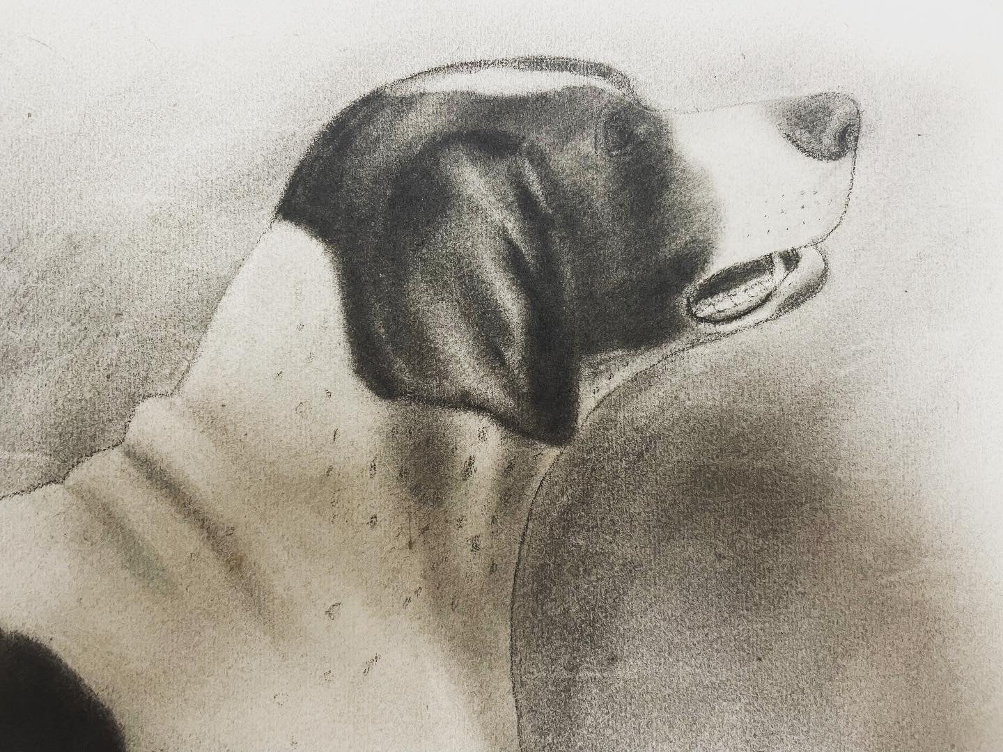 Dog drawing