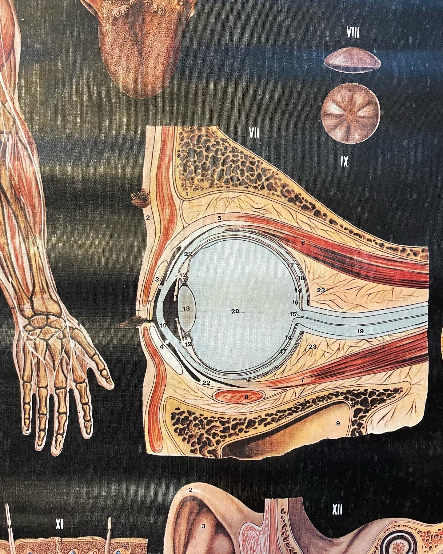 Poster anatomico 1978