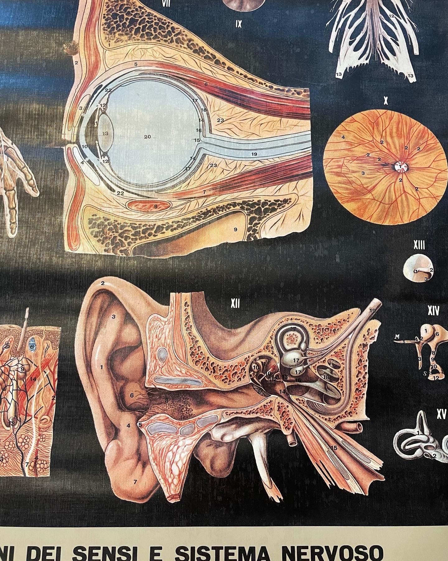 Anatomical Poster 1978