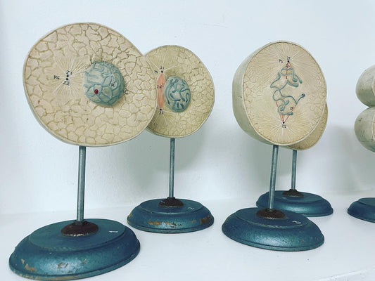 Anatomical models of cells