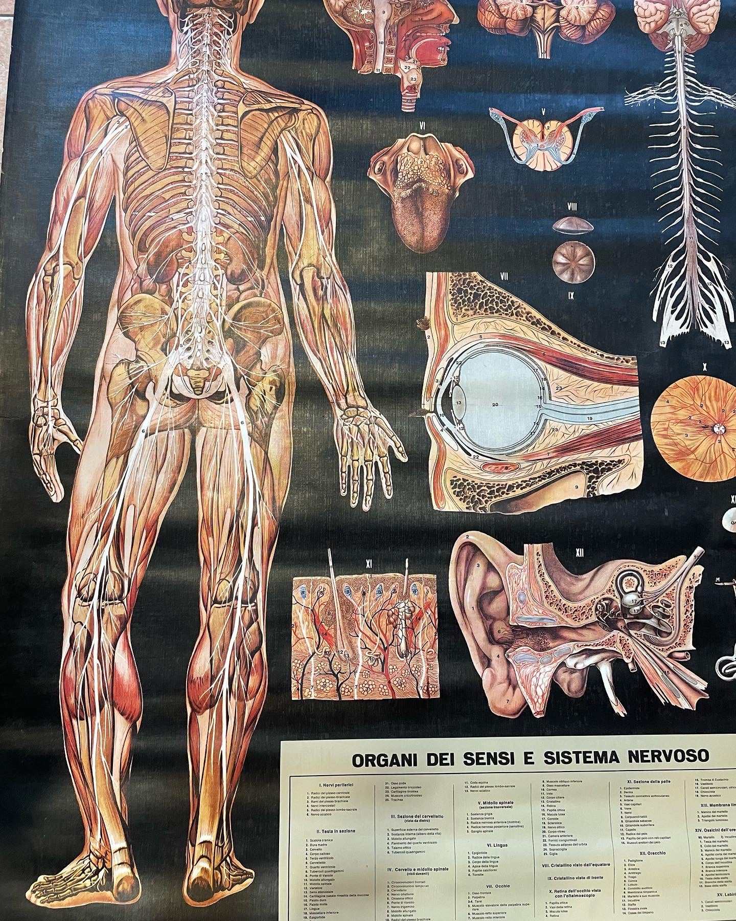 Poster anatomico 1978