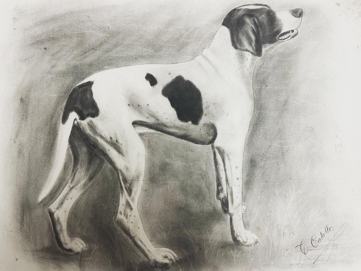 Dog drawing