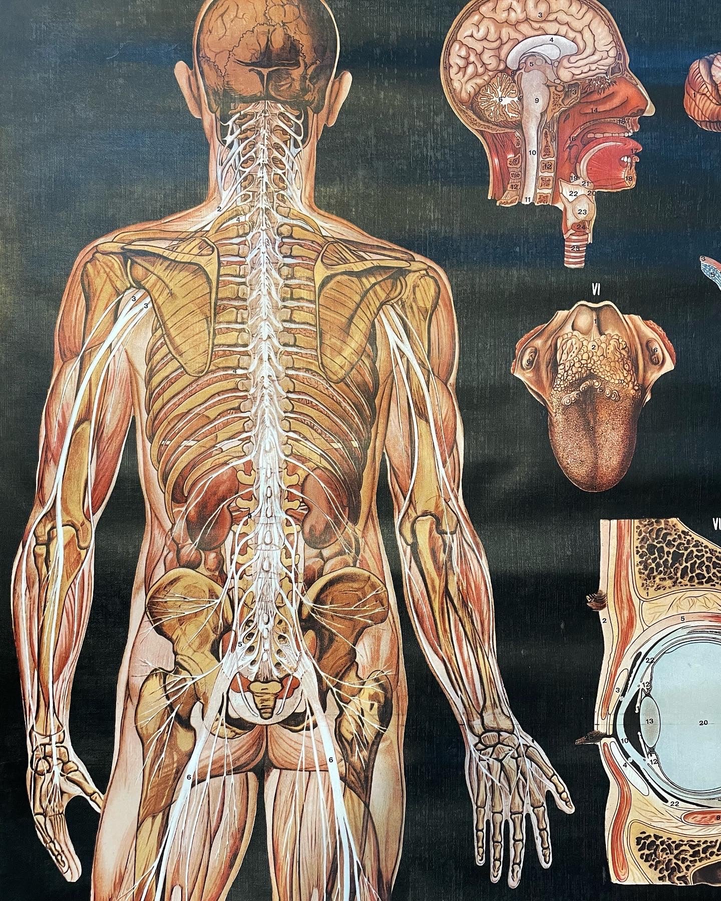 Anatomical Poster 1978