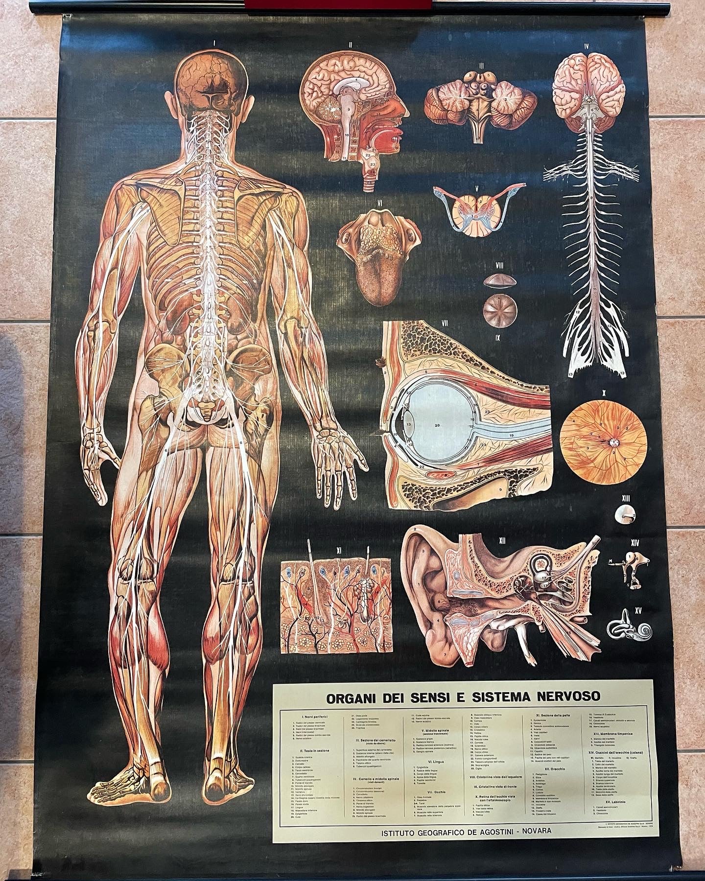 Poster anatomico 1978