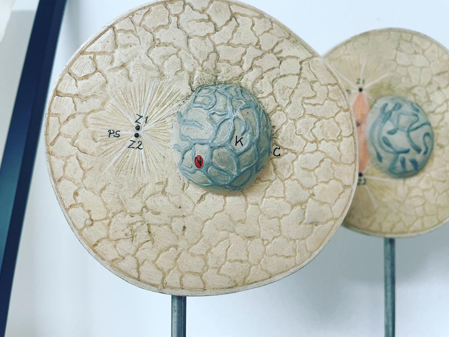 Anatomical models of cells