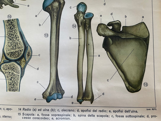 Tavola medica scolastica